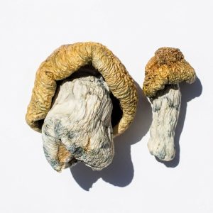 Bluey Vuitton Magic Mushrooms