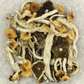 Cuban Magic Mushroom​s