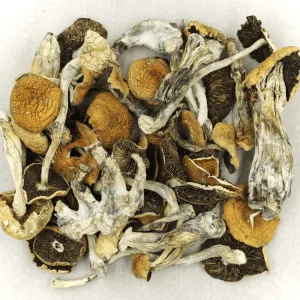 Full Moon Party Magic Mushroom​s