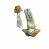 Golden Penis Envy Magic Mushrooms