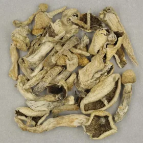 Great White Monster Magic Mushroom​s