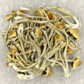 Hautla Magic Mushroom​s