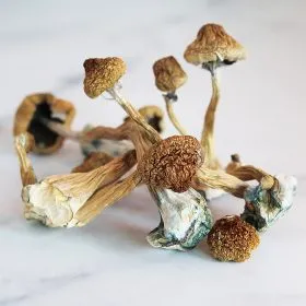 Hawaiian Magic Mushroom​s