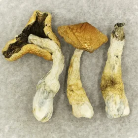 Koh Samui Magic Mushroom​s