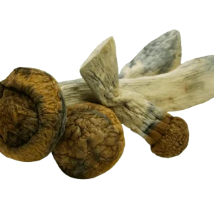 MakShak Magic Mushrooms