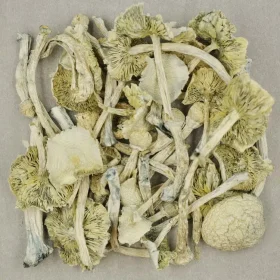Microdosing Psilocybin in Canada: A Practical, Evidence-Informed Guide