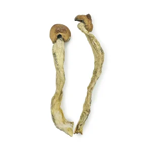 Penis Envy 7 Magic Mushrooms