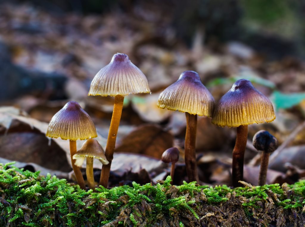 Psilocybin Therapy Research in Canada