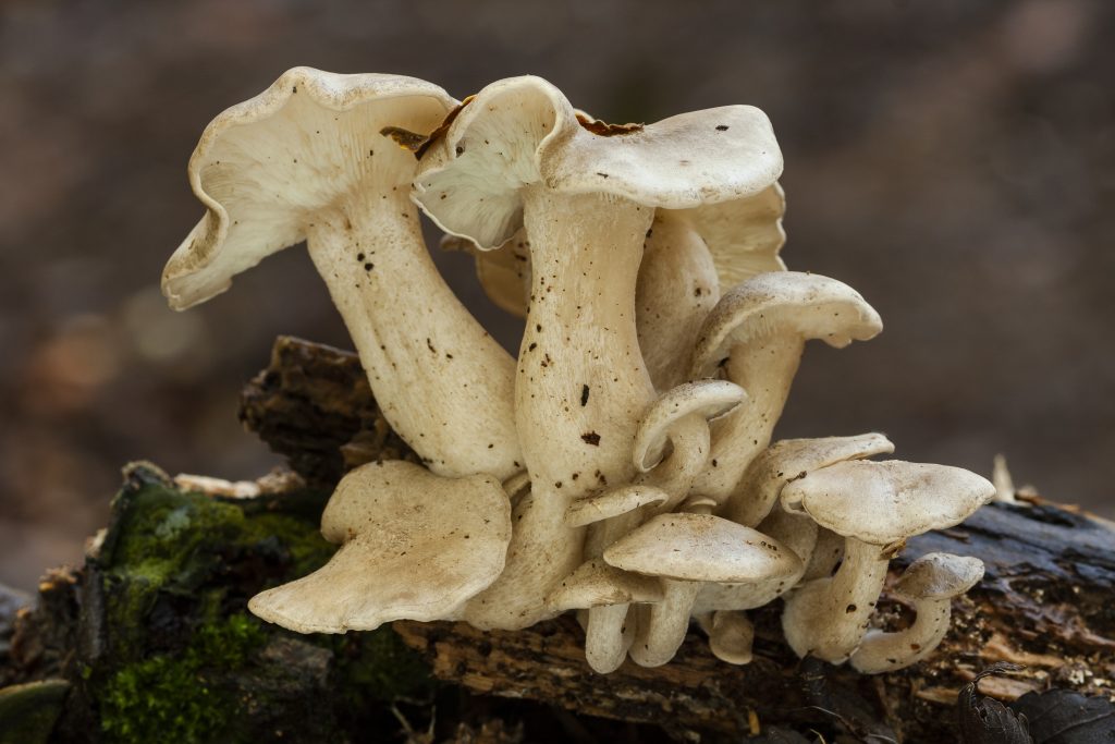 The Truth About Canada’s Mushroom Dispensaries