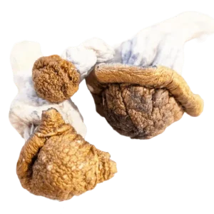 Trinity  Magic Mushrooms