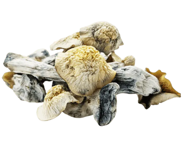 Wild Mushroom Safety in Canada Dangerous Lookalikes