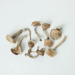 Albino Goodies Magic Mushrooms