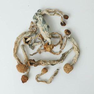 Amazonian Magic Mushrooms