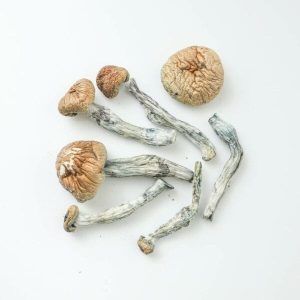Blue Goba Magic Mushrooms