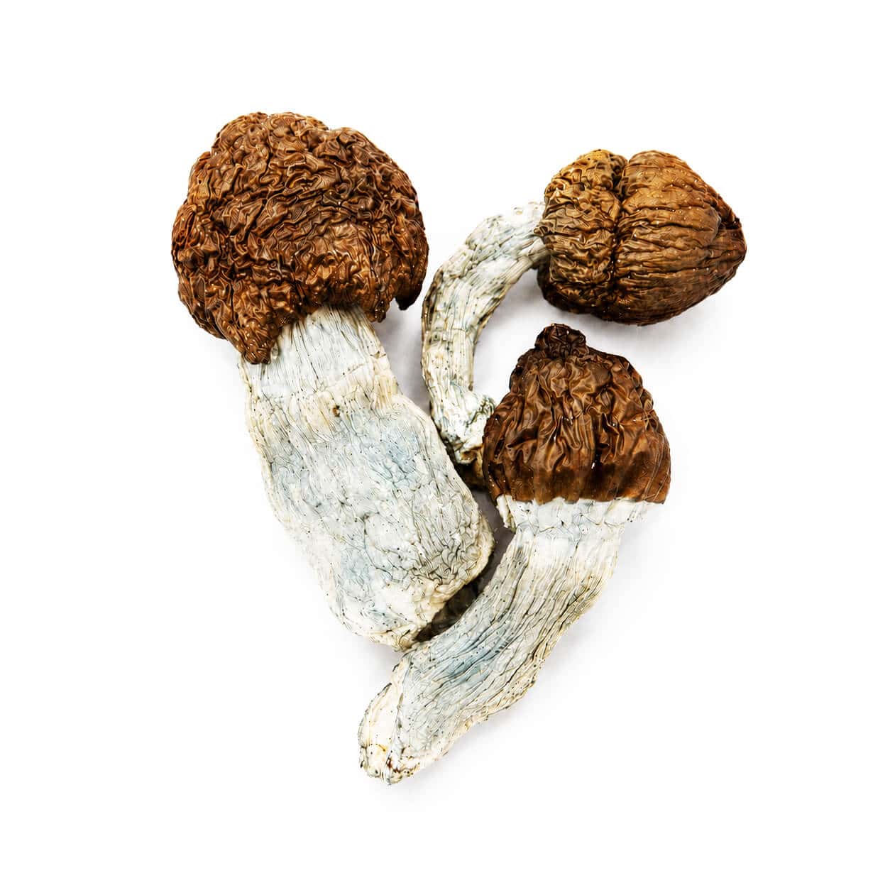 blue-meanies-magic-mushrooms-canada-1-1