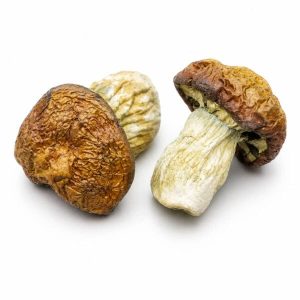 African Transkei Magic Mushrooms
