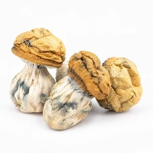 Dino Eggs Magic Mushroom