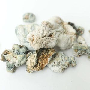 Enigma Magic Mushrooms