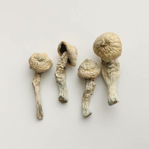 Flying Saucer Magic Mushrooms