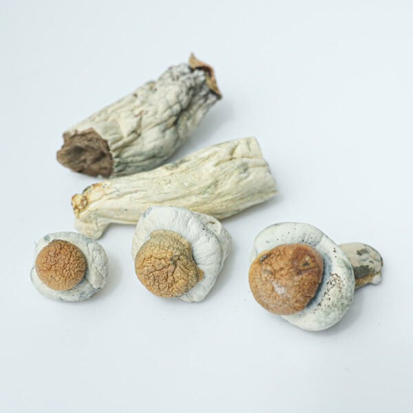 makilla-gorilla-shrooms-magic-mushroom-delivery-toronto-600x600