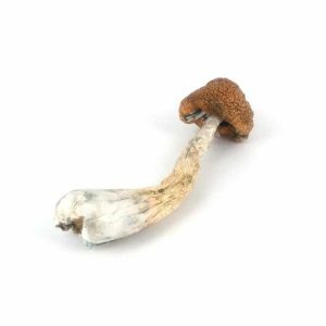 OG Melmac Magic Mushrooms