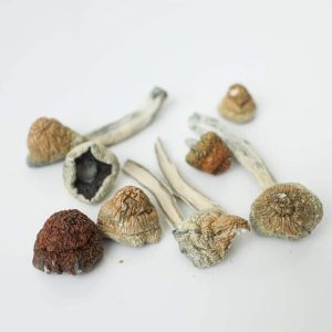 Tidal Wave Magic Mushrooms